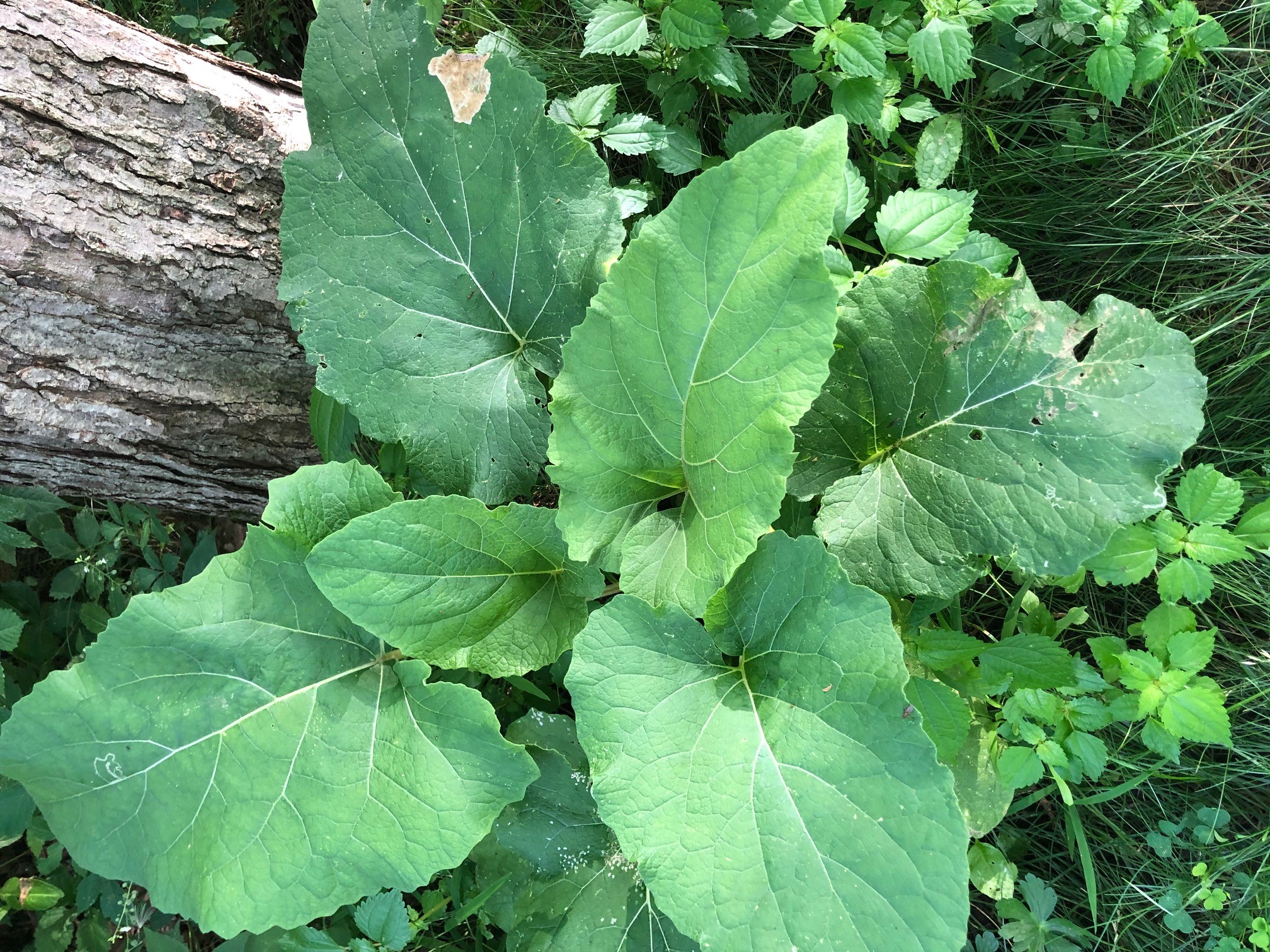 Common burdock large basal rosette that is produced the first year.  The leaves are broadly egg shaped.  