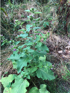 Common burdock mature plant with purple flowers.  The leaves are wavy and darker green.  