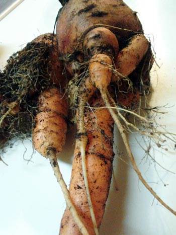 Mature carrots infested with northern root knot nematode.  There are small galls on the feeder roots and the carrots are forked. 