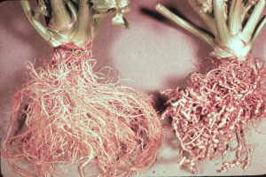 A healthy celery root system compared to a celery root system infested with root knot nematode.  There are visible galls on the infested celery roots. 