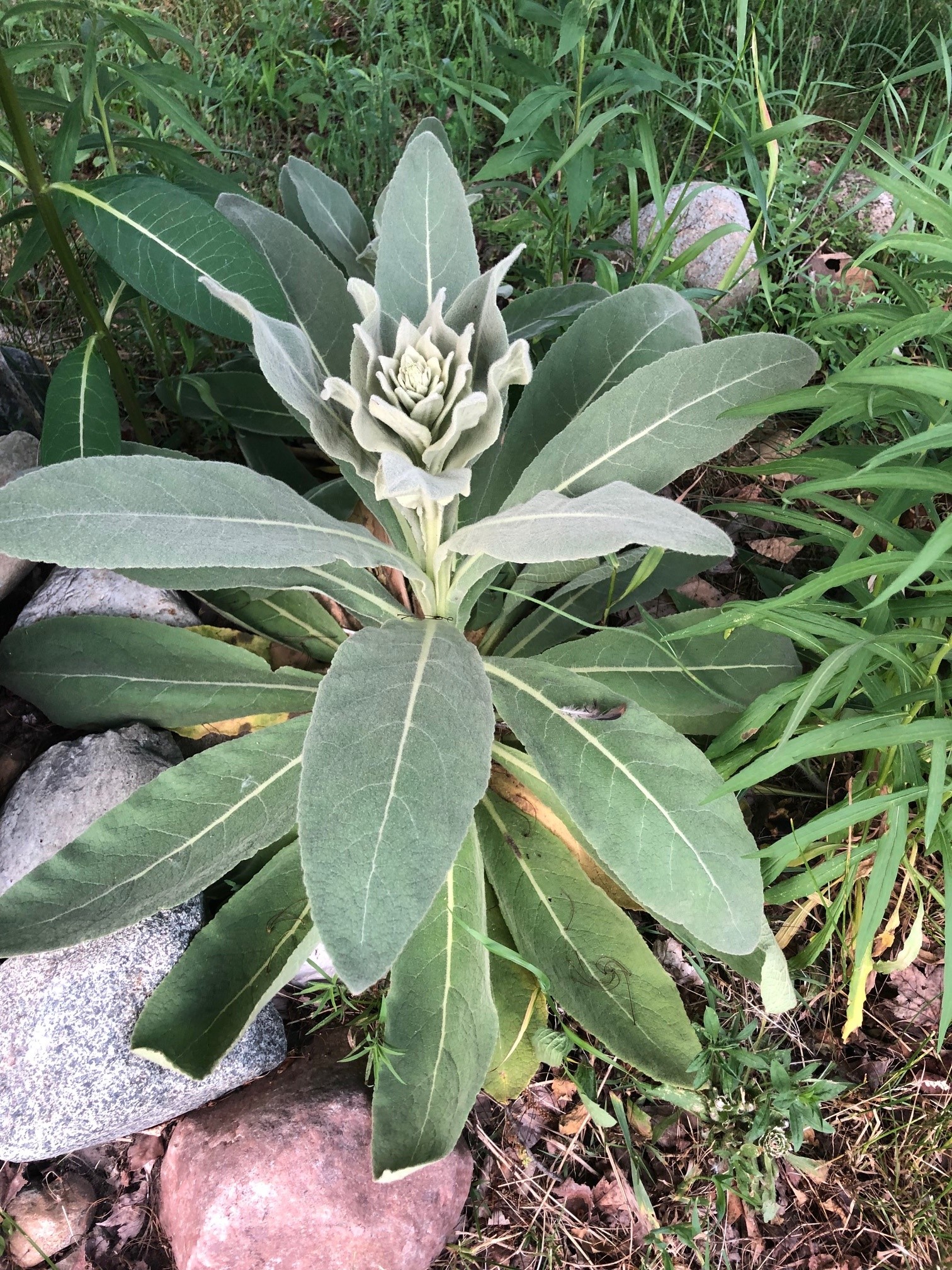 The photo is of a young common mullein in its second year. This plant is producing an erect flowering stem.  You can see the older oblong leaves as well as some newer smaller leaves emerging.