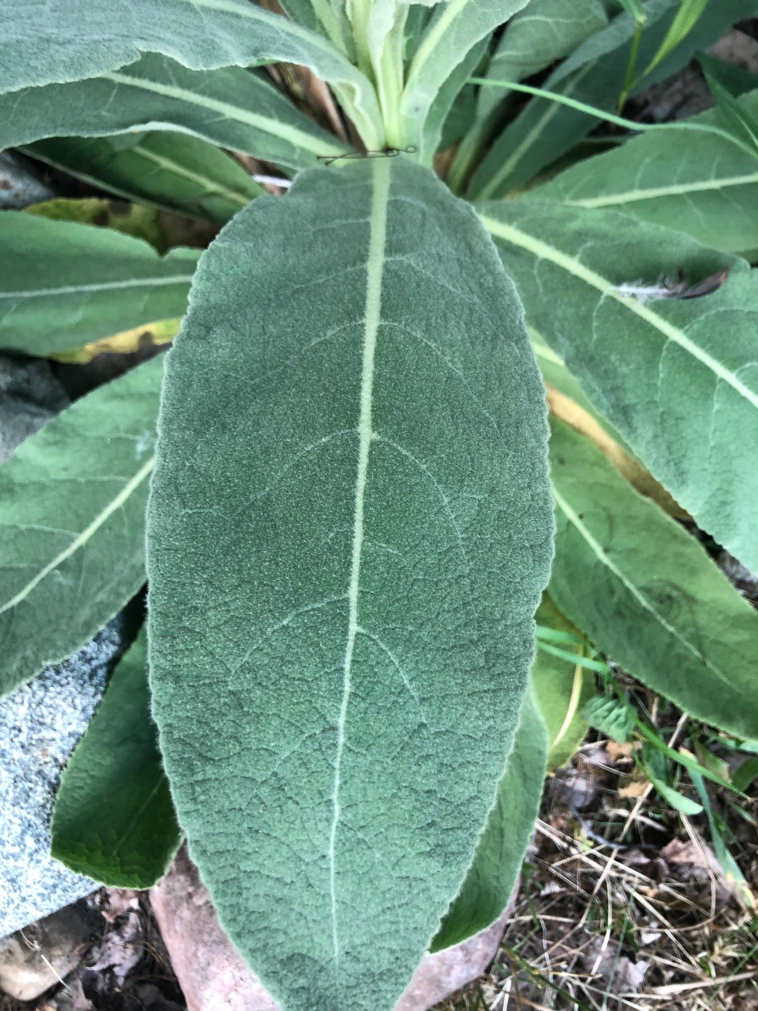 The photo is a close up of a common mullein leaf.  It has a prominent white midvein.  The leaves lack petioles and are attached alternately on the stem.  They are covered with dense hairs. 