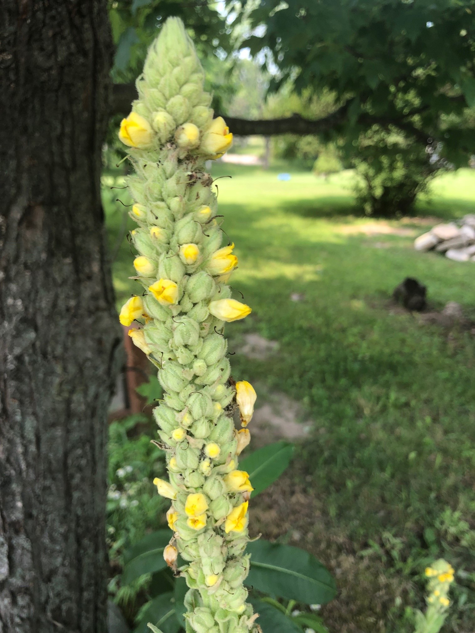 Th photo is of a common mullein flower.  It is on a terminal spike and is packed with flowers that have fused yellow petals with five lobes. 