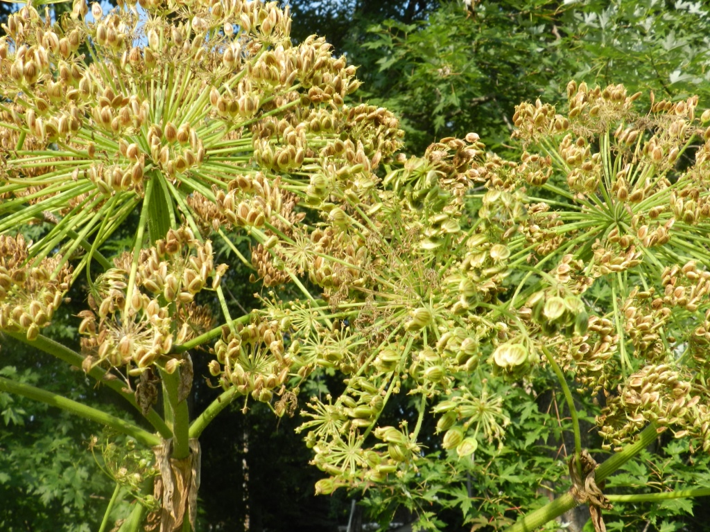 The photo is a close-up of a mature giant hogweed flower that has gone to seed.  The seeds are elliptic, flattened, and laterally winged.
