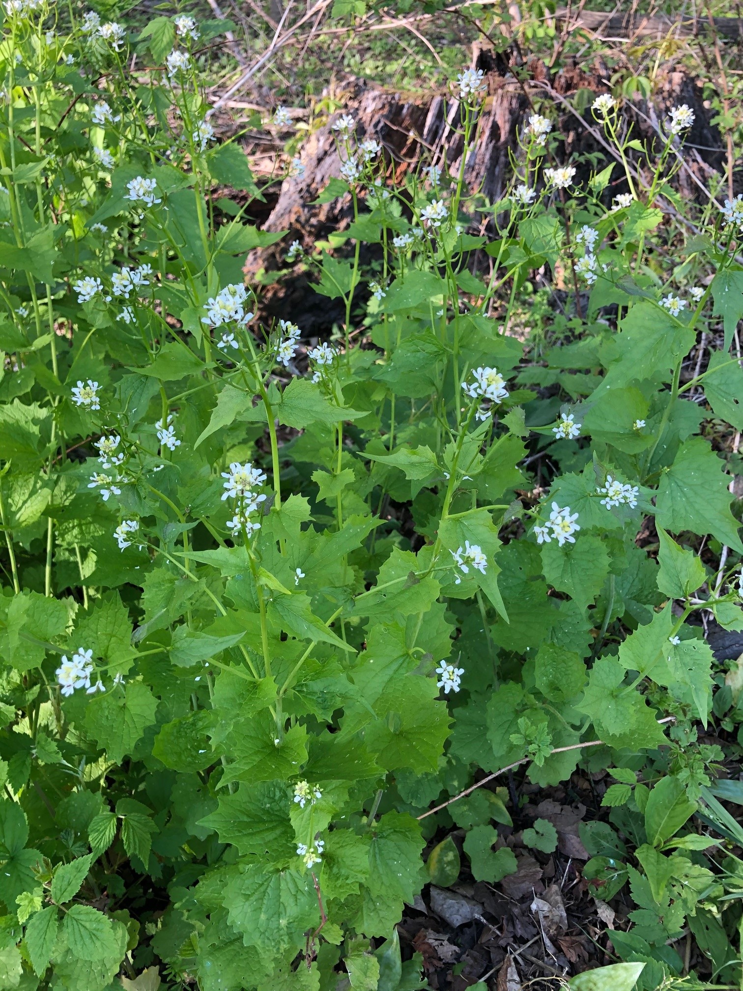 The photo is of several garlic mustard plants with white flowers growing in a wooded area. 