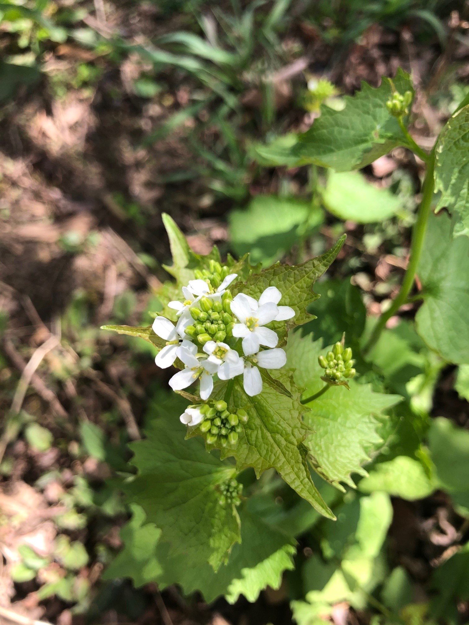 The photo is a close-up of a garlic mustard flower. Clusters of small, white, 4-petaled flowers are located on the end of the upper stems. 