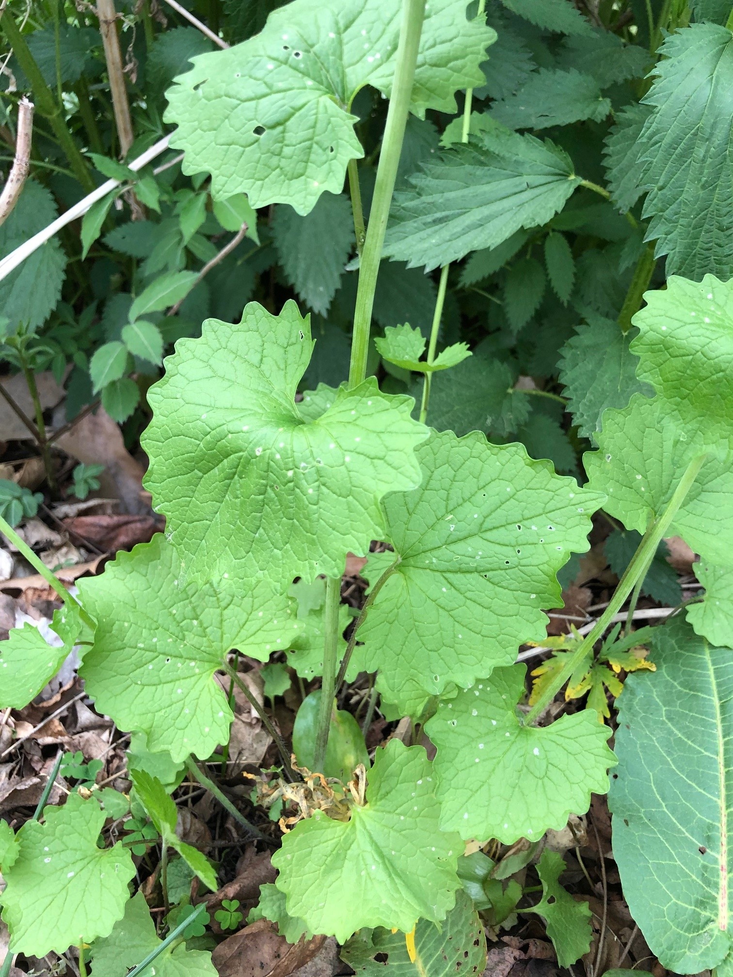 The photo is a close-up of garlic mustard leaves. The leaf margins are shallow to coarsely toothed and wavy.  