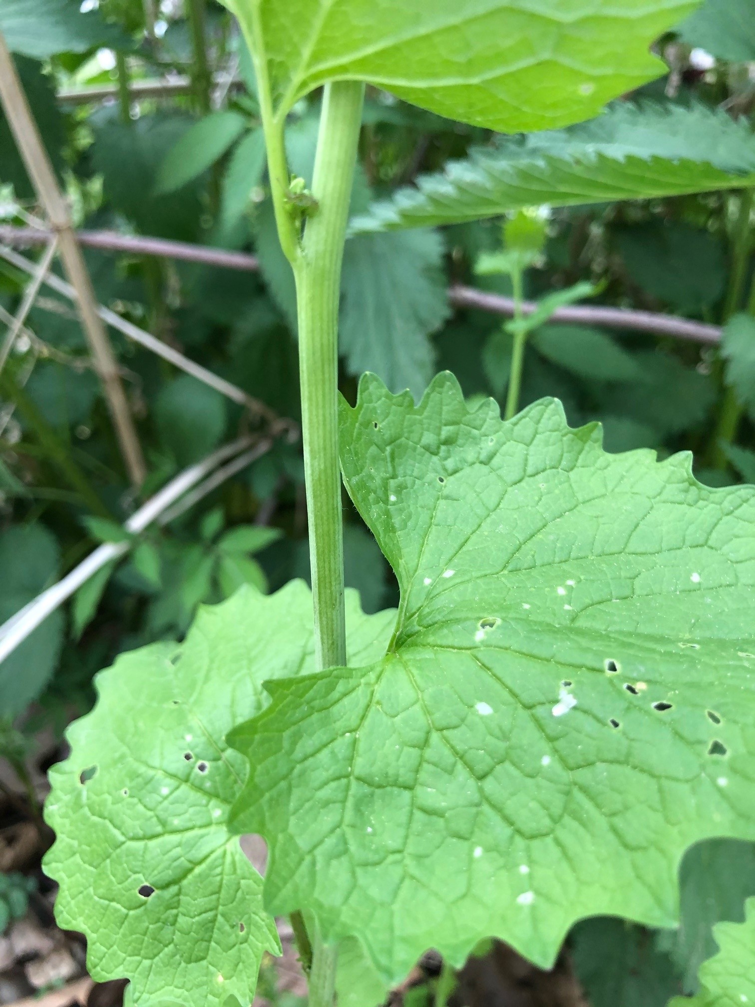 The photo is a close-up of the stem of a garlic mustard plant.  