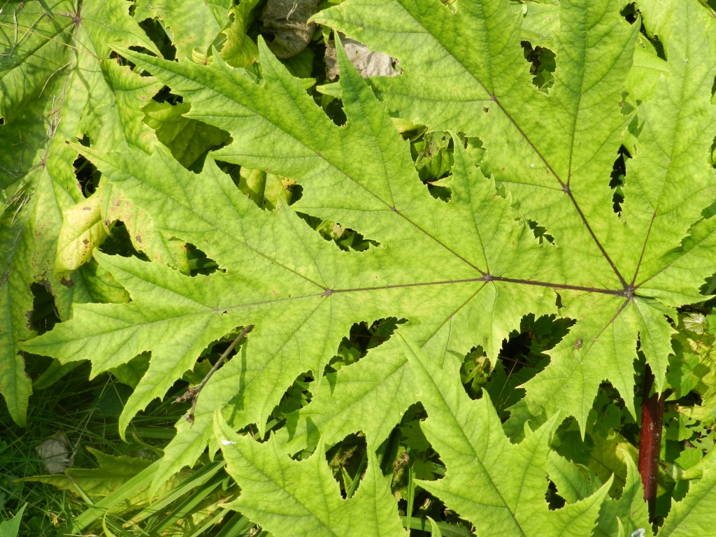 The photo is a close-up of a giant hogweed leaf.  The leaf has deep irregular lobes and sharp teeth on the margins. 