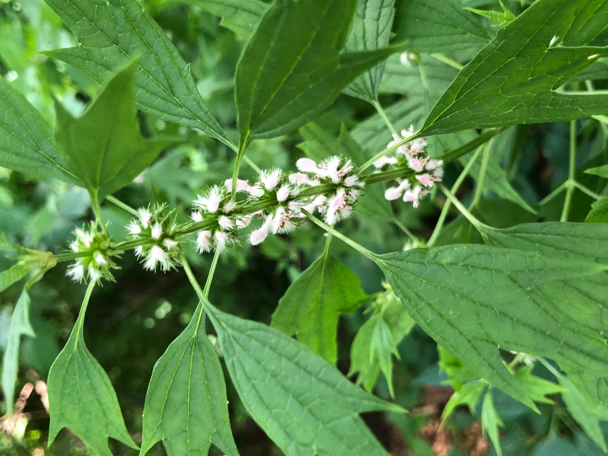 The image is of the upper leaves of motherwort. They are green with 3 lobes and a few coarse teeth. 