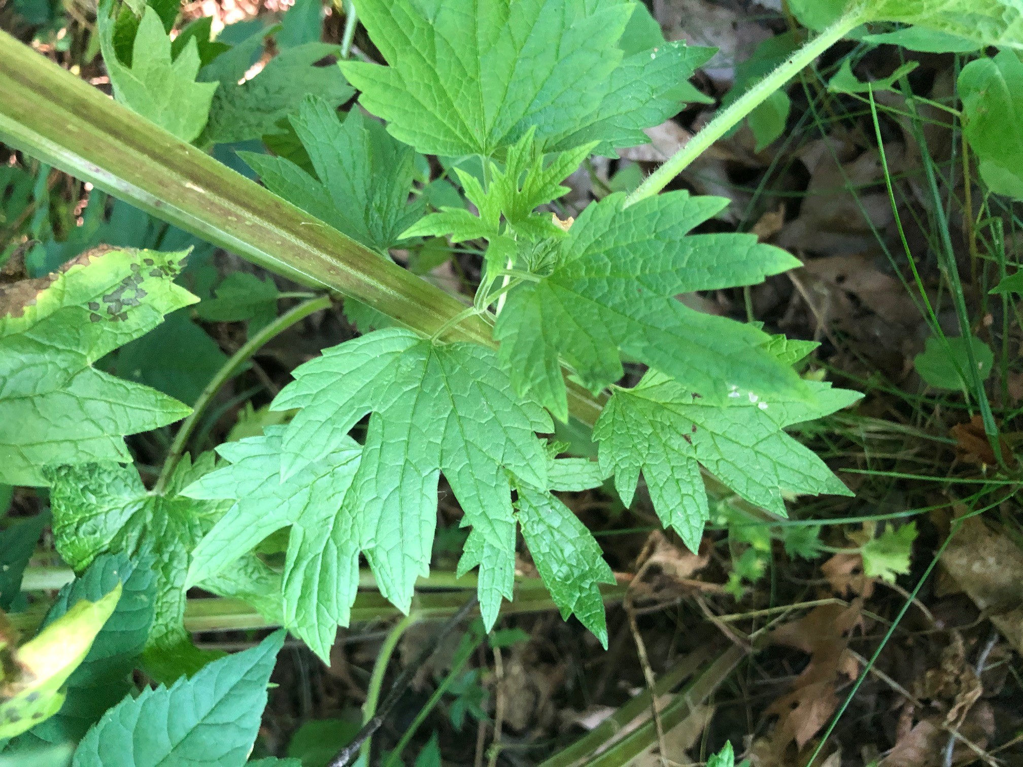 The image is a close up of a motherwort stem.  The stems are square, heavily ridged, and slightly pubescent.  
