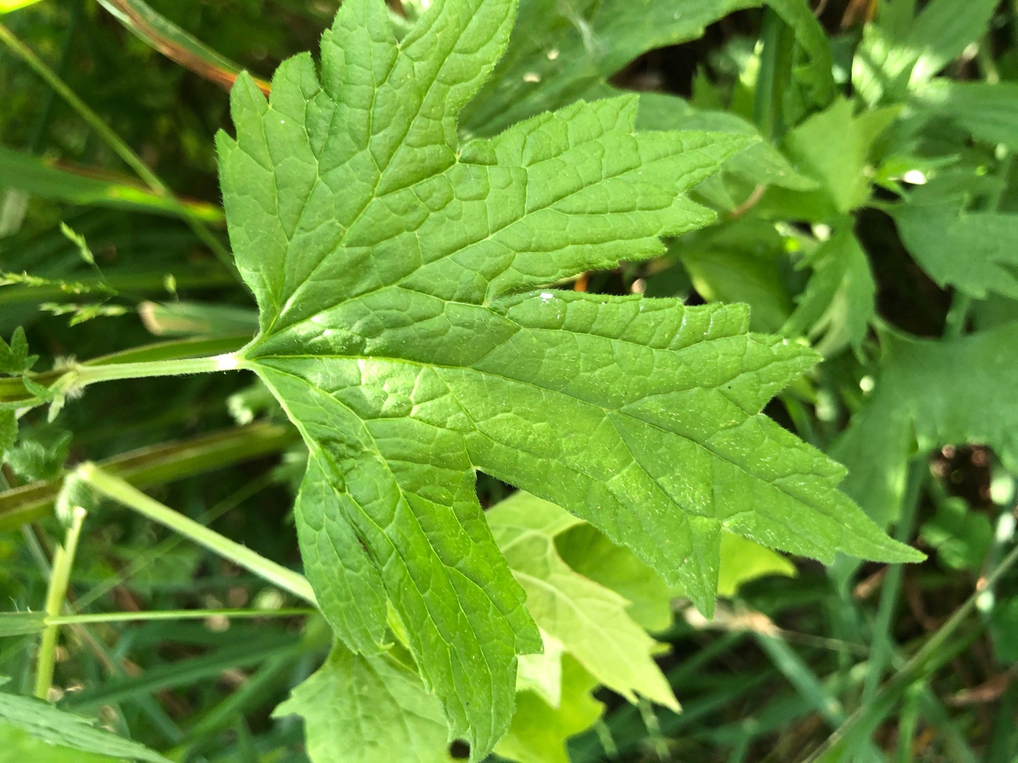 The image is of motherwort lower leaf.  Lower leaves are larger with long petioles, 3 lobes, and a few coarse teeth.  