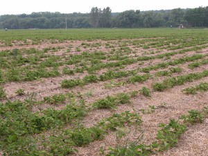 Strawberry planting infested with nematodes.  You can see patchy areas of dead or dying plants in the field.  