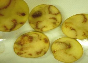 Slices of potato tubers exhibiting symptoms of tobacco rattle virus.  These symptoms include arcs of discoloration and decay.