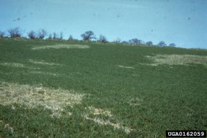 A garlic field exhibiting symptoms of bloat nematode feeding.  There are patchy areas with chlorotic or dying plants. 