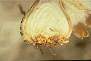 Basal rot symptoms of garlic caused by bloat nematodes.