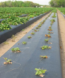 Symptoms of sting nematode (not found in MI) feeding in the field.  Plants are severely stunted compared to uninfected plants.