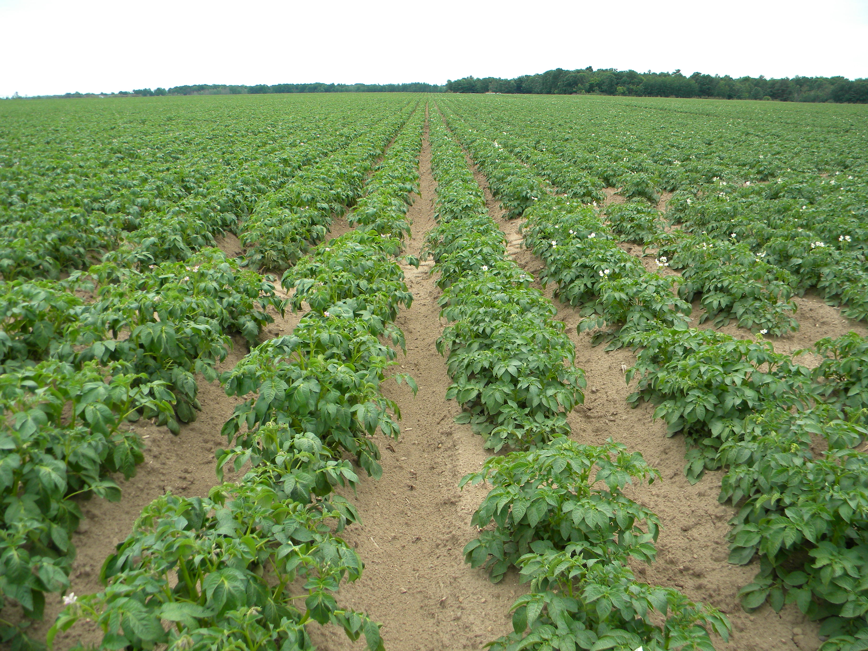 Image of potato field