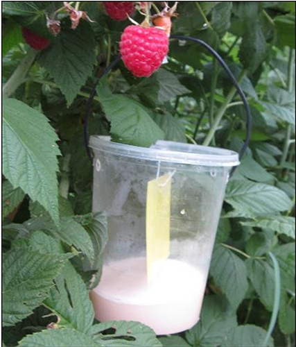 Monitoring trap