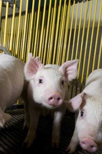 Pigs
