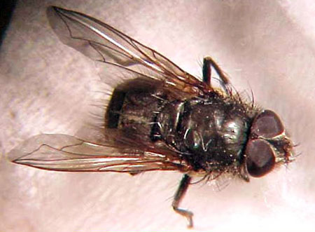 Adult cluster fly Adult cluster fly