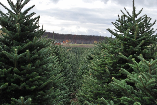 Fir trees Fir trees