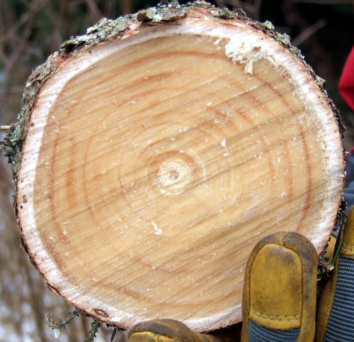 Tree tunk Tree tunk