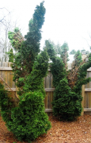 Snow damage to arborvitaes Snow damage to arborvitaes
