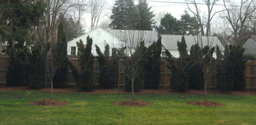 Snow damage to arborvitaes Snow damage to arborvitaes