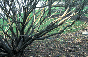 Burning Bush girdled by rabbits. Burning Bush girdled by rabbits.