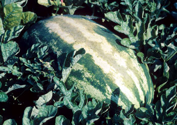 Sunscald on watermelon