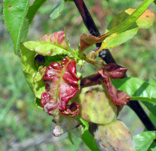 Peach leaf curl symptoms Peach leaf curl symptoms