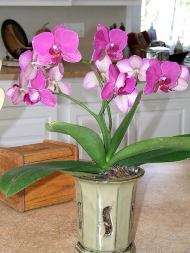 Orchids Orchids