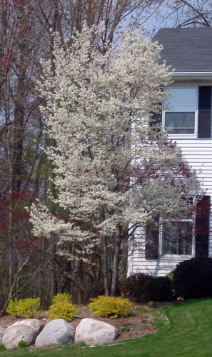 Juneberry in early spring. Juneberry in early spring.