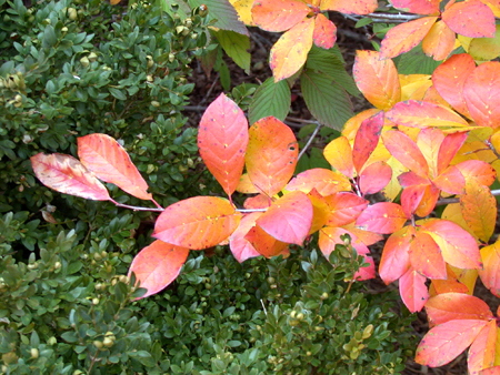 Fall color on black gum tree. Fall color on black gum tree.