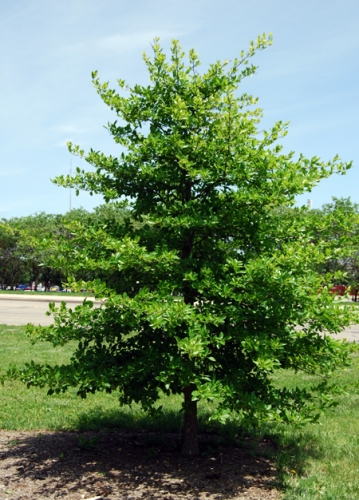 Young black gum in urban park. Young black gum in urban park.