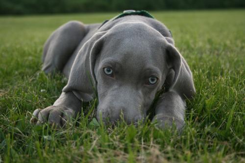 It’s tick season once again! Some easy tips will help you and your pet get through it safely!