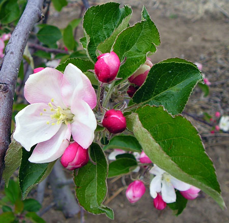 The king bloom of the apple flower cluster has opened, but the&nbsp;side blooms are still closed. The king bloom is more susceptible&nbsp;to freeze injury at all stages of the apple bud development in the&nbsp;spring and is often the first flower killed in the cluster.&nbsp;Photo credit: Mark Longstroth, MSU Extension