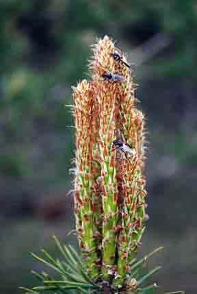 March flies on Scotch pine candles March flies on Scotch pine candles