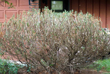 Sawfly Damage Sawfly Damage