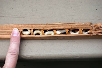 larvae larvae