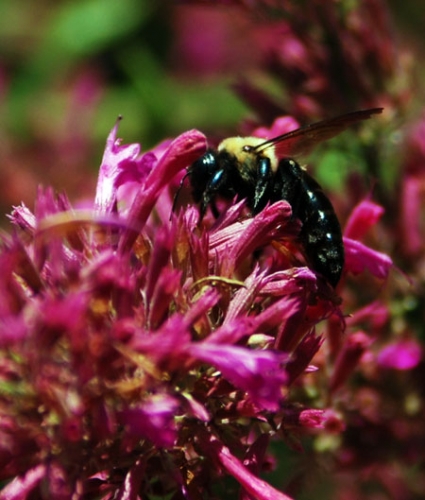 carpenter bee carpenter bee