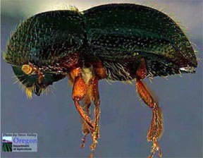 Black stem borer Black stem borer