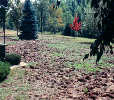 a lawn &ldquo;rototilled&rdquo;&rsquo; by skunks looking for white grubs.