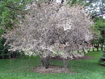 webworm tent webworm tent