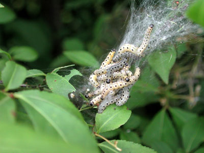 web larvae web larvae