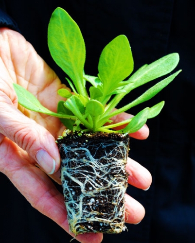 A healthy petunia transplant.