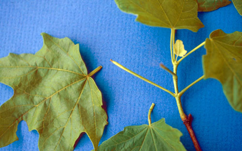 maple petiole damage maple petiole damage
