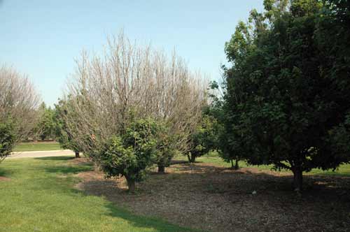 Maples damaged by non-selective herbicide (Sahara) Maples damaged by non-selective herbicide (Sahara)