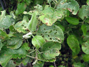 brown rot brown rot